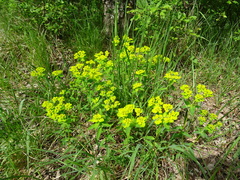 Euphorbia verrucosa