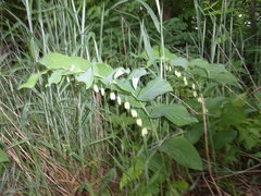 Polygonatum biflorum commutatum