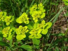 Euphorbia verrucosa
