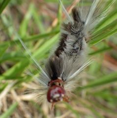 Halysidota cinctipes