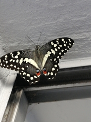 Papilio demodocus demodocus