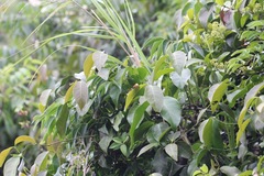 Tagiadini