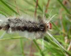 Halysidota cinctipes
