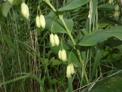Polygonatum biflorum commutatum