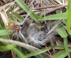 Halysidota cinctipes