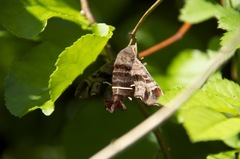 Amphion floridensis