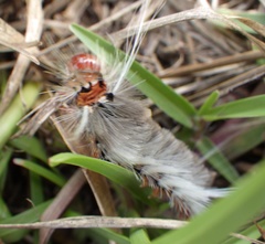 Halysidota cinctipes