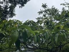 Alniphyllum pterospermum