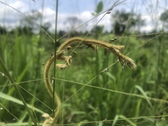 Poaceae