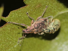 Polydrusus cervinus