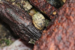 Nerita albicilla