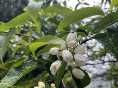Alniphyllum pterospermum
