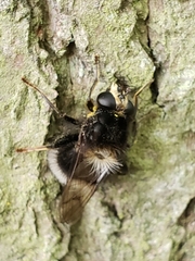 Criorhina ranunculi