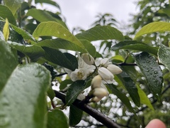 Alniphyllum pterospermum