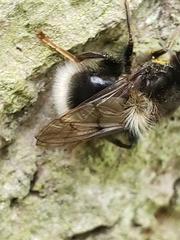 Criorhina ranunculi