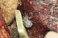 Clibanarius virescens