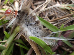 Halysidota cinctipes