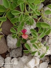 Indigofera trifoliata