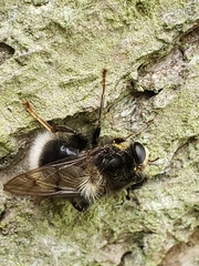 Criorhina ranunculi