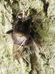 Criorhina ranunculi