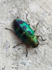 Chrysobothris sauteri