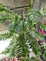 Veronica diosmifolia