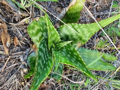 Aloe