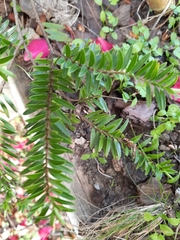 Veronica diosmifolia