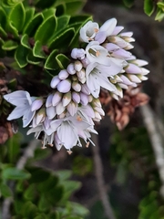 Veronica diosmifolia