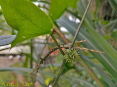 Passiflora suberosa