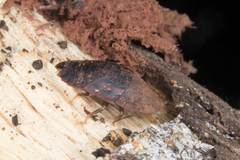 Neolaxta mackerrasae