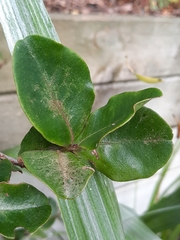Myrsine chathamica