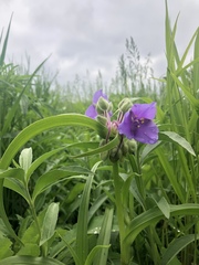 Tradescantia