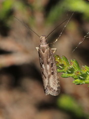 Neofaculta ericetella