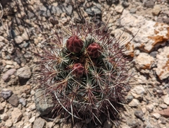 Sclerocactus polyancistrus