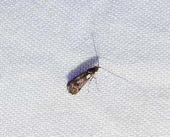Nemophora topazias