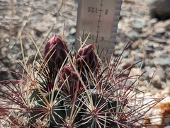 Sclerocactus polyancistrus