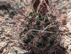 Sclerocactus polyancistrus
