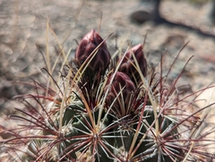 Sclerocactus polyancistrus