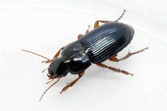 Harpalus rubripes
