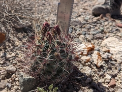 Sclerocactus polyancistrus