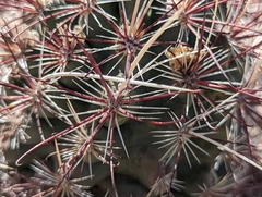 Sclerocactus polyancistrus