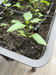 Piperales