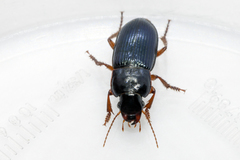 Harpalus rubripes