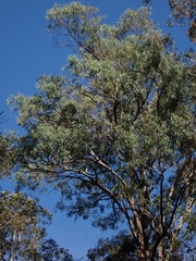Eucalyptus longifolia