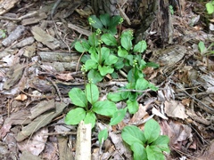 Pyrola elliptica