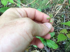 Pyrola elliptica