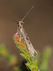 Neofaculta ericetella