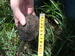 Hydromedusa tectifera