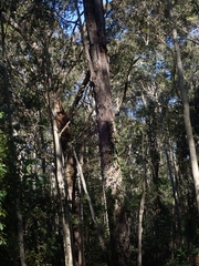 Eucalyptus longifolia